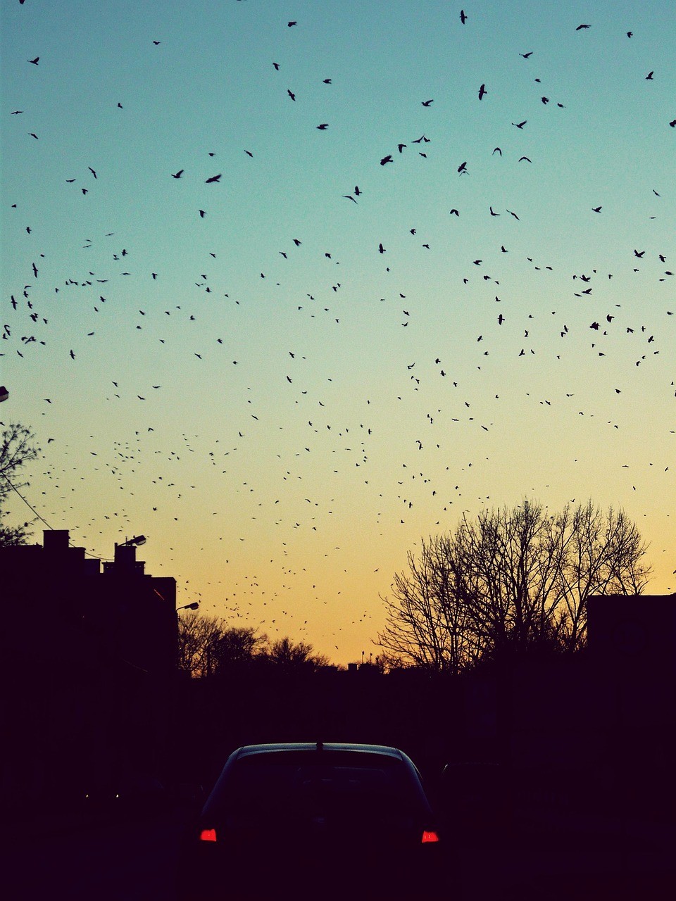 oiseau, voler, ville, auto, le coucher du soleil, ciel, bleu, nature, l'été, fonds d'écran de voiture, en volant, rue, voyager, ciel bleu, le noir, soirée